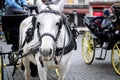 Horse carriage Brussels