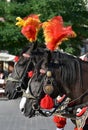 Horse carriage for city sightseeing tours in Krakow