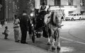 A Horse and Carriage in Downtown Cleveland