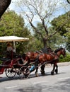 Horse Carriage. Horse drawn carriage. Horse and buggy. Royalty Free Stock Photo