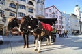 Horse carriage in Innsbruck Royalty Free Stock Photo