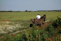 Horse carriage in the middle of the plain