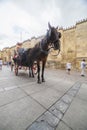 Horse carriage near Great Mosque, Cordoba, Spain