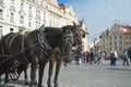 Horse carriage in Old Town Prague