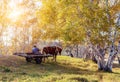 Horse carriage on the prairie Royalty Free Stock Photo