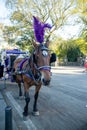 Horse carriage ride in Central Park in New York, USA. November ,2019. Royalty Free Stock Photo