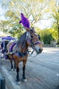 Horse carriage ride in Central Park in New York, USA. November ,2019. Royalty Free Stock Photo