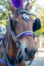 Horse carriage ride in Central Park in New York, USA. November ,2019. Royalty Free Stock Photo