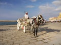 Horse Carriage Ride