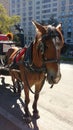 Horse and Carriage Rides in Central Park, NYC, NY, USA Royalty Free Stock Photo