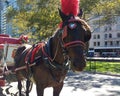 Horse and Carriage Rides in Central Park, NYC, NY, USA Royalty Free Stock Photo