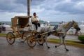 Horse and carriage in San Miguel, Cozumel