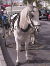 Horse and carriage in the street in Nerja on the Eastern End of the Costa del Sol in Spain