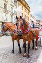 Horse carriage tour-Cracow (Krakow)-Poland Royalty Free Stock Photo