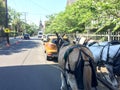 Horse for carriage