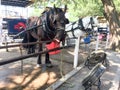 Horse for carriage