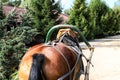 Horse and Carriage for Tourists the national farmstead Dudutki Belarus Royalty Free Stock Photo