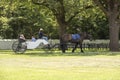 Horse-carriage, vineyard South Africa Royalty Free Stock Photo