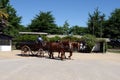Horse carriage on the Viu Manent winery.