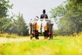 Horse carriage wedding in garden, Great Britain Newly-wed couple in a black, horse-drawn, open carriage Beautiful sunny day