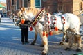 Horse carriages at main square in Krakow