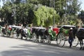 Horse carriages wait in the Djemma el Fna