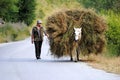 Horse carries a haystack