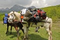 Horse carry backpacks