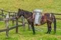 Horse carrying cow`s milk