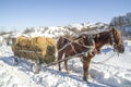 Horse Cart With Bales Of Hay In Winter