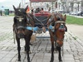 Horse and cart in Brazil, brazilan horses Royalty Free Stock Photo