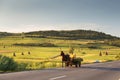 Horse cart carrying hay harvest, in Sibiu County, Transylvania Royalty Free Stock Photo