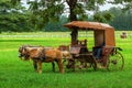 .The horse cart driver take a rest by having a nap under the shade of a tree