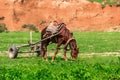 Horse with cart Royalty Free Stock Photo