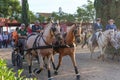 Horse cart at National Horse Fair 2022 in Golega, Portugal.