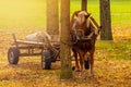 Horse with a cart standing in a autumnal park