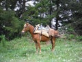 horse for carying firewood on a field