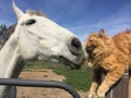 Horse and cat grooming each Royalty Free Stock Photo