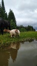 Horse and cat are in river