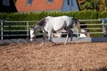 Horse with cavesson training with longe