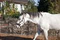 Horse with cavesson training with longe