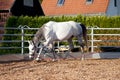 Horse with cavesson training with longe