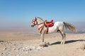 Horse Centeral Asia Uzbekistan Royalty Free Stock Photo