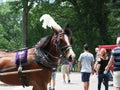 Horse in Central Park Royalty Free Stock Photo