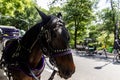 Horse in the Central park of New York (USA Royalty Free Stock Photo