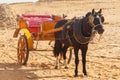 Horse chariot in desert