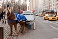 Horse Chariot in New York City