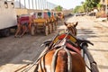 Horse chariot in street of Giza Cairo, Egypt