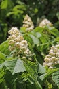 Horse chesnut conker tree