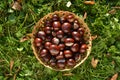 Horse-chesnuts in basket on autumn grass Royalty Free Stock Photo